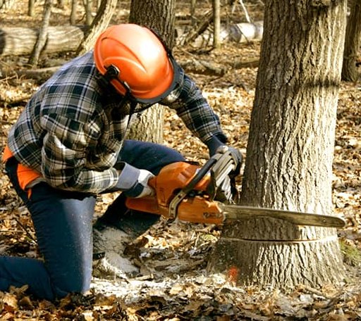 Tree Removal in Hayes, SD